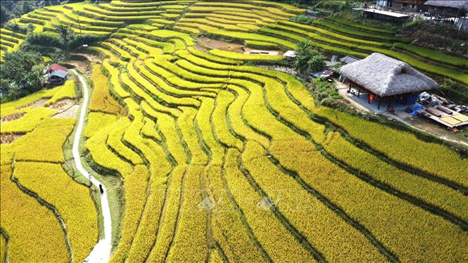 Những lớp ruộng vàng uốn quanh nếp nhà ở Xà Phìn. Ảnh: Minh Tâm - TTXVN