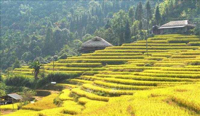 Từng bậc ruộng chín vàng nối nhau lên sườn núi. Ảnh: Minh Tâm - TTXVN