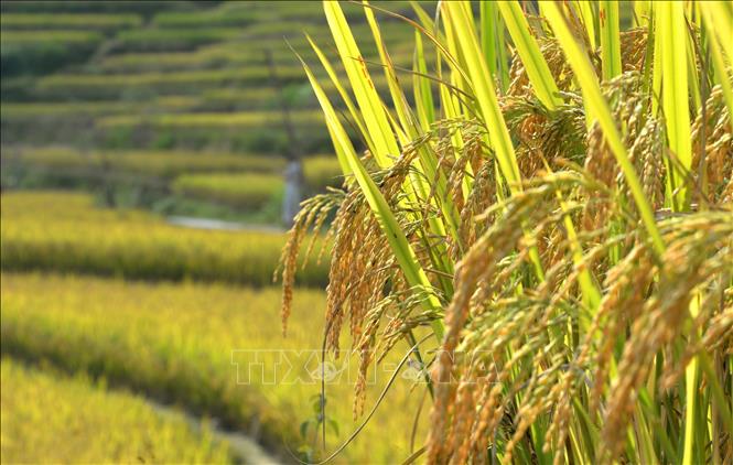Những bông lúa trĩu hạt gọi mùa gặt về. Ảnh: Minh Tâm - TTXVN
