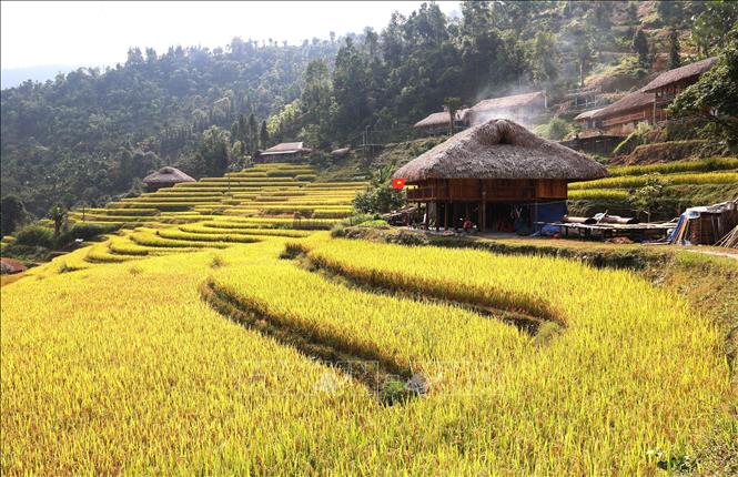  Làn khói nhẹ bay trên mái nhà bên ruộng chín. Ảnh: Minh Tâm - TTXVN