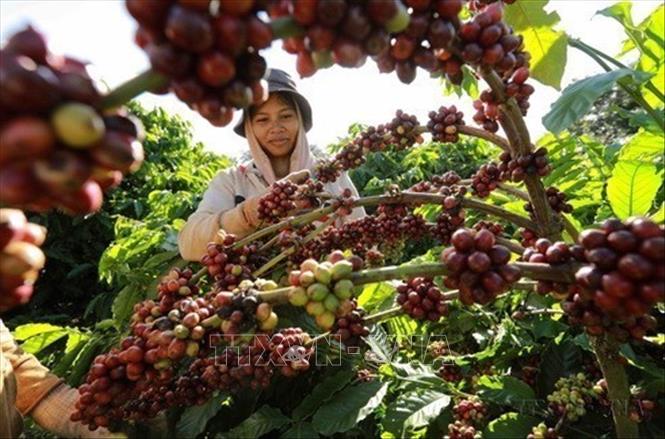 Chiếm trên 50% dân số và hơn 48% lực lượng lao động xã hội, phụ nữ Việt Nam có mặt trong mọi lĩnh vực. Trong ảnh: Nữ công nhân thu hoạch cà phê ở vùng trồng của Công ty Simexco Daklak, thành phố Buôn Ma Thuột, Đắk Lắk (2022). Ảnh: Vũ Sinh - TTXVN