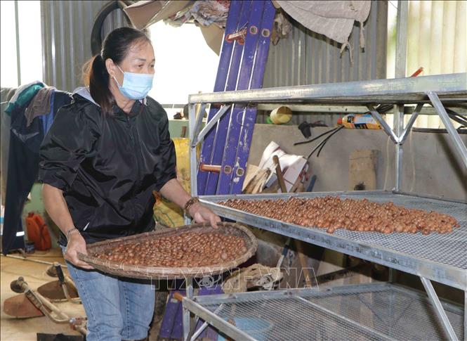 Phong trào phụ nữ vượt khó, phát triển kinh tế, làm giàu do Hội Liên hiệp Phụ nữ tỉnh Lai Châu phát động được chị em tích cực hưởng ứng và đạt nhiều kết quả. Trong đó, mô hình trồng cây ăn quả kết hợp ươm giống của chị Nguyễn Thị Bé, tổ 15, phường Tân Phong, thành phố Lai Châu mỗi năm cho thu nhập trên 650 triệu, giải quyết việc làm và thu nhập ổn đinh cho 5-10 lao động địa phương (2021). Ảnh: Nguyễn Oanh - TTXVN