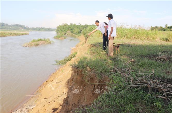 Bờ sông Trà Khúc qua thôn An Lạc, xã Trà Giang sạt lở hơn 1.000m trong tháng 10/2026 cuốn trôi nhiều đất sản xuất, hoa màu của người dân. Ảnh: Phạm Cường-TTXVN