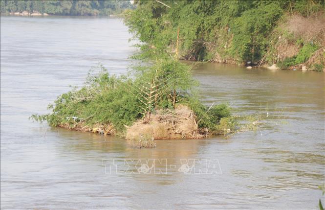 Sạt lở bờ sông Trà Khúc qua thôn An Lạc, xã Trà Giang diễn biến phức tạp cuốn trôi nhiều diện tích cây tre bảo vệ bờ. Ảnh: Phạm Cường-TTXVN