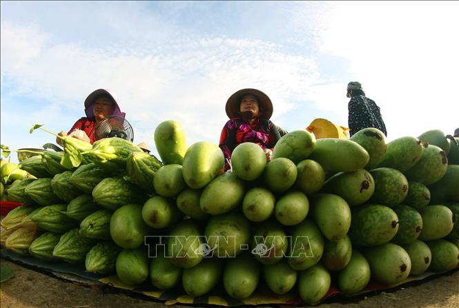 Việc tiêu thụ nông sản thông qua các điểm bán dân dã tạo thêm cơ hội đưa sản phẩm đến tay người tiêu dùng, đồng thời giúp người dân tận dụng nguồn lực sẵn có từ vườn nhà. Ảnh: Duy Khương – TTXVN
