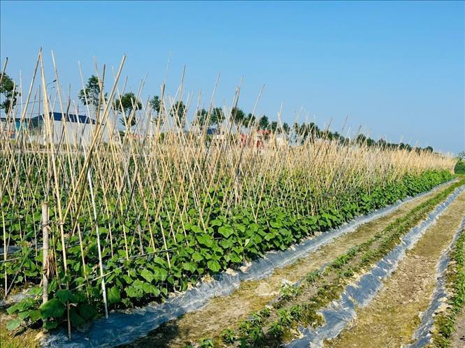 Nhân dân xã Hoa Lộc đang tập trung sản xuất vụ Đông với những cây trồng chủ lực mang lại hiệu quả kinh tế cao. Ảnh TTXVN phát 