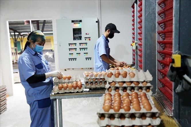 Công ty Hoàng Văn (xã Lệ Ninh, Quảng Trị) nuôi gà đẻ trứng theo công nghệ Đan Mạch và vận hành theo mô hình tự động hóa đang mang lại hiệu quả kinh tế cao. Ảnh: Tá Chuyên - TTXVN