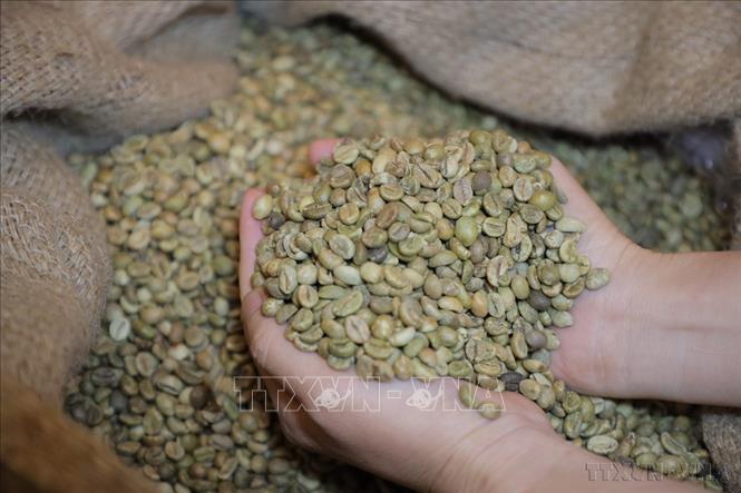 Mặt hàng xuất khẩu chủ yếu của Việt Nam sang Đan Mạch gồm dệt may, giày dép, đồ gỗ, hàng thủ công mỹ nghệ, thiết bị điện và cà phê. Trong ảnh: Cà phê Robusta của Việt Nam. Ảnh: Hương Giang - TTXVN