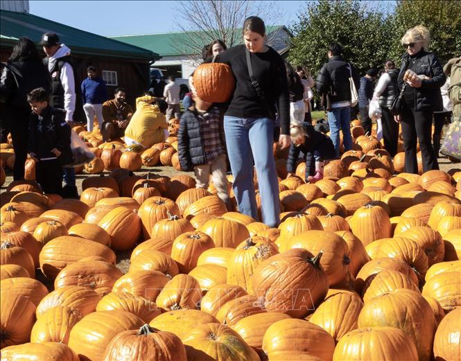 Du khách lựa chọn bí ngô chuẩn bị cho lễ hội Halloween tại nông trại ở Ontario, Canada, ngày 18/10/2026. Ảnh: THX/TTXVN phát