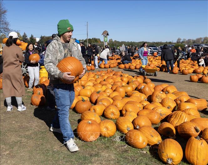 Du khách lựa chọn bí ngô chuẩn bị cho lễ hội Halloween tại nông trại ở Ontario, Canada, ngày 18/10/2026. Ảnh: THX/TTXVN phát
