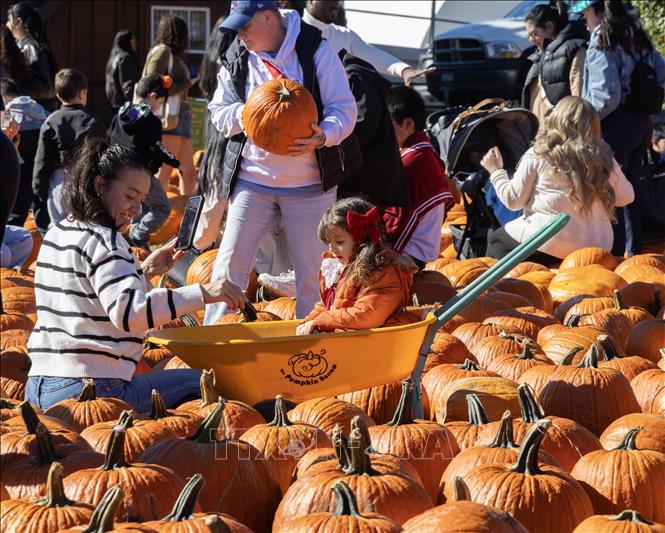 Du khách lựa chọn bí ngô chuẩn bị cho lễ hội Halloween tại nông trại ở Ontario, Canada, ngày 18/10/2026. Ảnh: THX/TTXVN phát