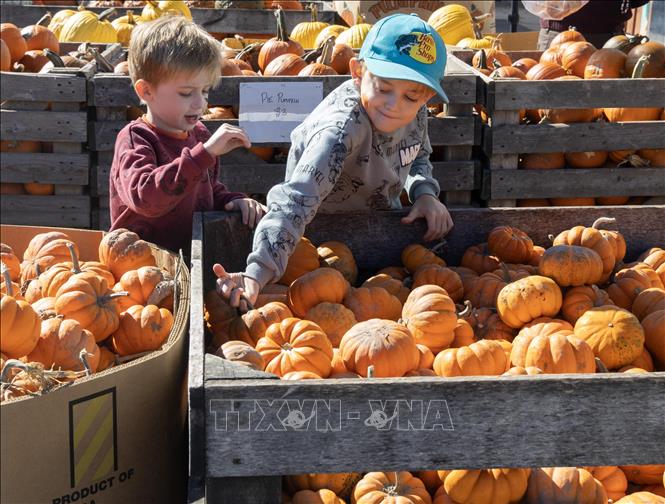 Trẻ em lựa chọn bí ngô tại nông trại ở Ontario, Canada, ngày 18/10/2026. Ảnh: THX/TTXVN phát