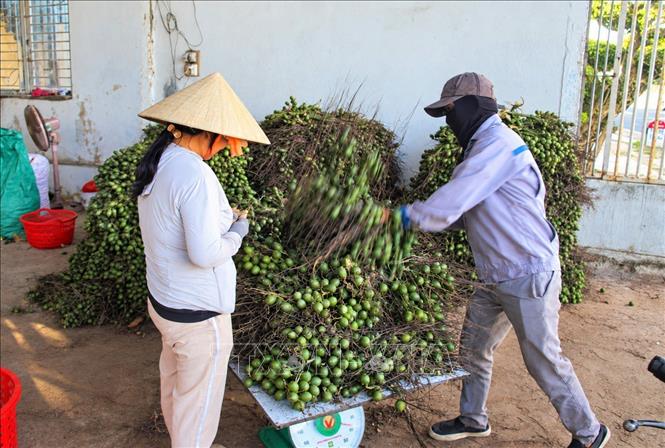 Một điểm thu mua cau non ở xã Tam Xuân, thành phố Đà Nẵng. Ảnh: Đỗ Trưởng - TTXVN