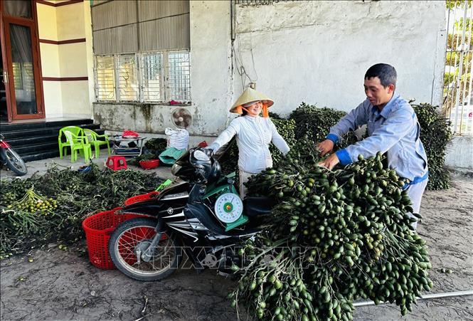 Niềm vui của người dân khi vụ thu hoạch cau non. Ảnh: Đỗ Trưởng - TTXVN