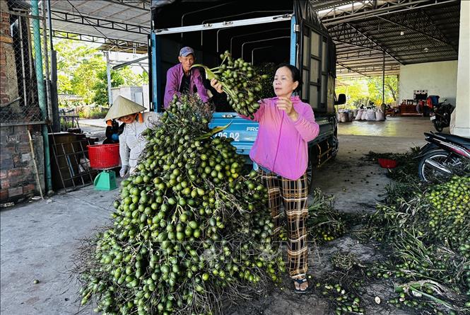 Những trái cau non có thân dài sẽ đạt tiêu chuẩn để thu mua, chế biến khô phục vụ xuất khẩu. Ảnh: Đỗ Trưởng - TTXVN