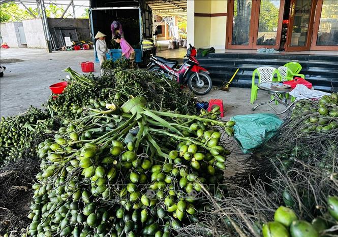 Một điểm thu mua cau non ở xã Tam Xuân, thành phố Đà Nẵng. Ảnh: Đỗ Trưởng - TTXVN
