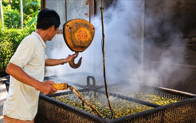 Một mẻ cau non được luộc chín khoảng 30 phút trước khi đưa vào lò sấy khô. Ảnh: Đỗ Trưởng - TTXVN