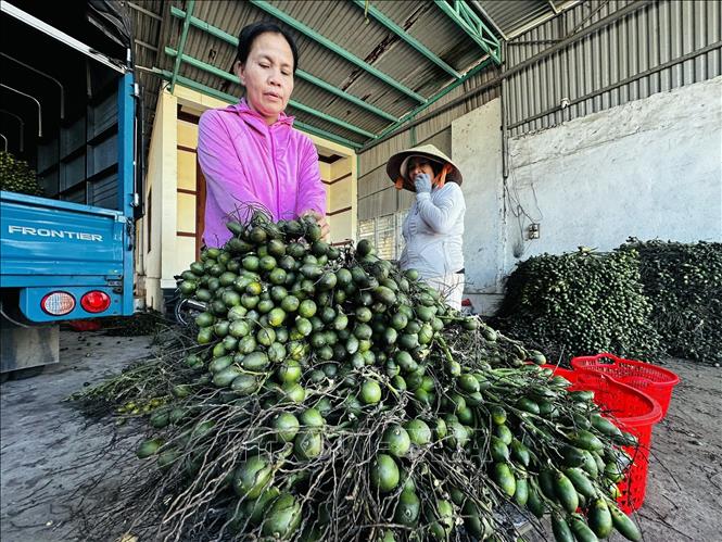 Những trái cau non có thân dài sẽ đạt tiêu chuẩn để thu mua, chế biến khô phục vụ xuất khẩu. Ảnh: Đỗ Trưởng - TTXVN