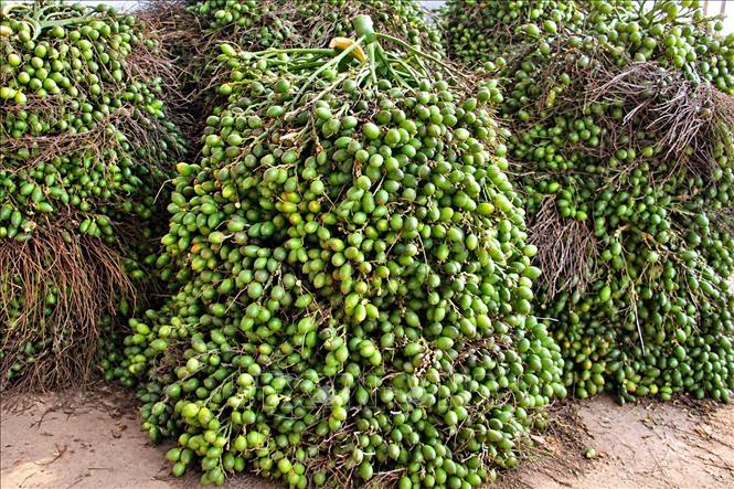 Những buồng cau non đạt tiêu chuẩn được thu mua để sấy khô, đóng gói mang đi xuất khẩu. Ảnh: Đỗ Trưởng - TTXVN
