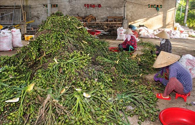 Những trái cau non được tách ra khỏi buồng cau để mang đi luộc và sấy khô. Ảnh: Đỗ Trưởng - TTXVN