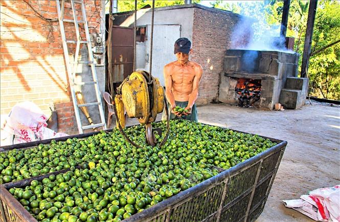 Những trái cau non chuẩn bị được đưa vào luộc chín trước khi sấy khô. Ảnh: Đỗ Trưởng - TTXVN