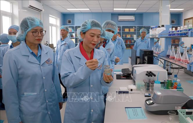 Bà Trịnh Thị Hồng Vân, Bí thư Đảng ủy, Chủ tịch Hội đồng thành viên Công ty TNHH Nhà nước Một thành viên Yến sào Khánh Hòa, trực tiếp tham gia hoạt động nghiên cứu khoa học. Ảnh: Xuân Triệu - TTXVN