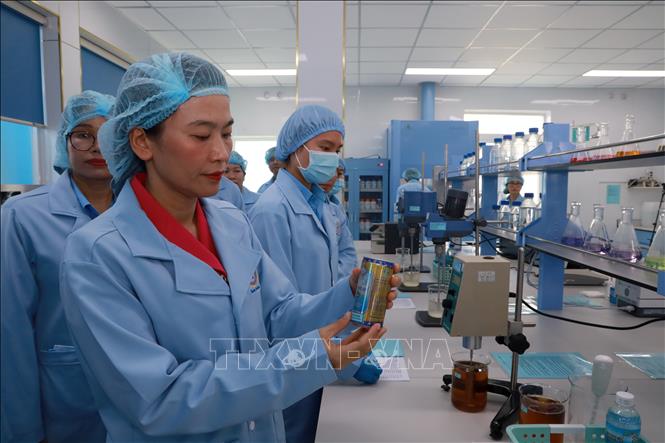 Bà Trịnh Thị Hồng Vân, Bí thư Đảng ủy, Chủ tịch Hội đồng thành viên Công ty TNHH Nhà nước Một thành viên Yến sào Khánh Hòa, trực tiếp tham gia hoạt động nghiên cứu khoa học. Ảnh: Xuân Triệu - TTXVN