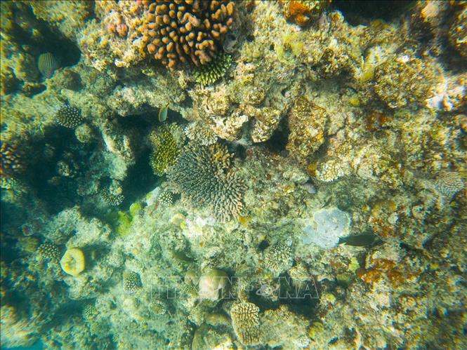 Rạn san hô Great Barrier ở bang Queensland, Australia. Ảnh: THX/TTXVN phát