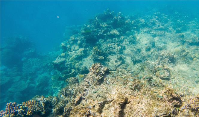 Rạn san hô Great Barrier ở bang Queensland, Australia. Ảnh: THX/TTXVN phát