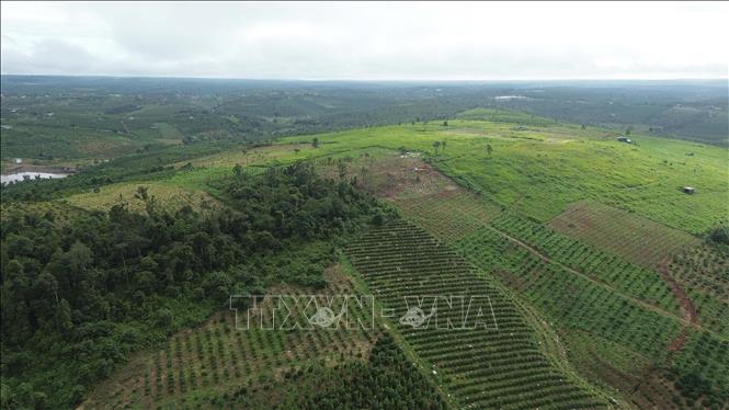 Tình trạng phá rừng, lấn chiếm đất rừng tại một số địa phương tỉnh Lâm Đồng vẫn diễn ra phức tạp trong nhiều năm gần đây. Ảnh: Hưng Thịnh – TTXVN