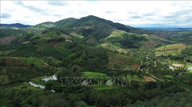 Rừng tự nhiên tại Lâm Đồng có giá trị lớn trong phòng hộ đầu nguồn, gìn giữ nguồn nước và phòng chống thiên tai. Ảnh: Hưng Thịnh – TTXVN