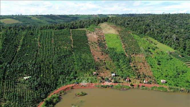 Sản xuất nông nghiệp, trồng các loại cây công nghiệp tại một số vị trí giáp rừng tự nhiên tại Lâm Đồng. Ảnh: Hưng Thịnh – TTXVN