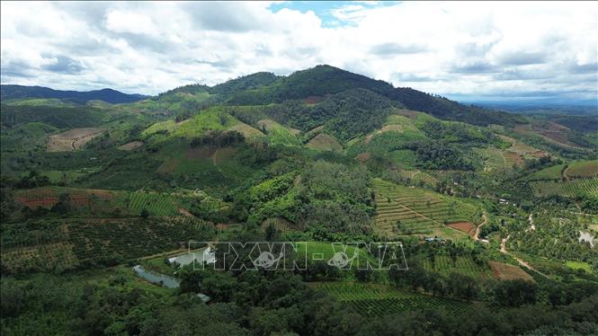 Rừng tự nhiên tại Lâm Đồng có giá trị lớn trong phòng hộ đầu nguồn, gìn giữ nguồn nước và phòng chống thiên tai. Ảnh: Hưng Thịnh – TTXVN