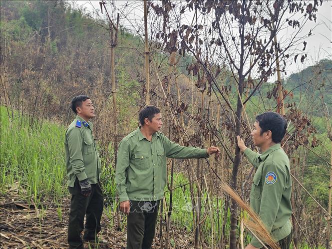 Nhân viên quản lý, bảo vệ rừng của Ban Quản lý rừng phòng hộ Đắk Glong – Gia Nghĩa kiểm tra rừng bị cháy trên lâm phần được giao quản lý, bảo vệ. Ảnh tư liệu: Hưng Thịnh – TTXVN