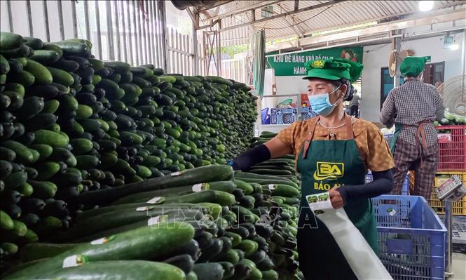 Các sản phẩm của Hợp tác xã Nông sản sạch Bảo An, xã Vĩnh Trụ, được dán tem truy xuất nguồn gốc, tạo niềm tin với người tiêu dùng, giúp nâng cao sức cạnh tranh của sản phẩm trên thị trường. Ảnh: Nguyễn Chinh - TTXVN