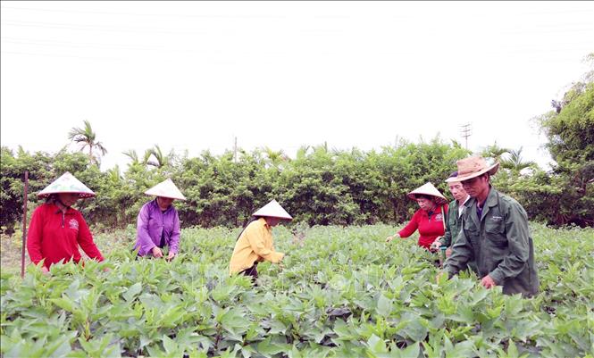 Hợp tác xã Dược liệu sinh thái Ngọc Trà, xã Hải Quang, mở rộng diện tích trồng dược liệu, tạo thu nhập ổn định cho các thành viên. Ảnh: Nguyễn Chinh - TTXVN