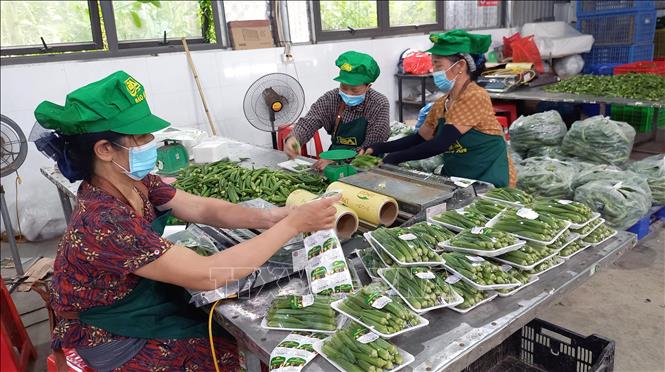 Các sản phẩm của Hợp tác xã Nông sản sạch Bảo An, xã Vĩnh Trụ, được dán tem truy xuất nguồn gốc và tiêu thụ tại các siêu thị, cửa hàng nông sản sạch. Ảnh: Nguyễn Chinh - TTXVN