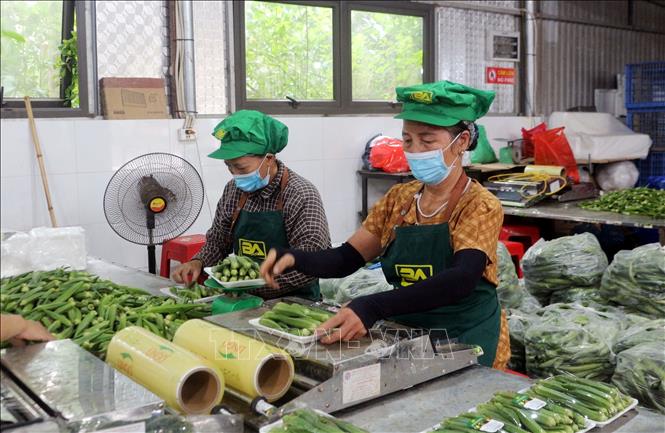Đóng gói sản phẩm tại Hợp tác xã Nông sản sạch Bảo An, xã Vĩnh Trụ. Ảnh: Nguyễn Chinh - TTXVN