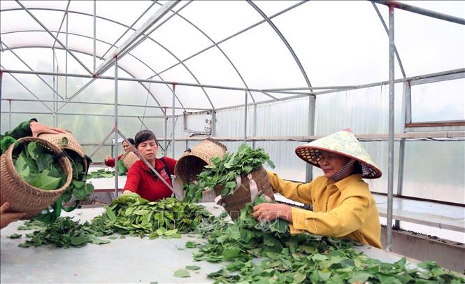 Sơ chế dược liệu tại Hợp tác xã Dược liệu sinh thái Ngọc Trà, xã Hải Quang. Ảnh: Nguyễn Chinh - TTXVN
