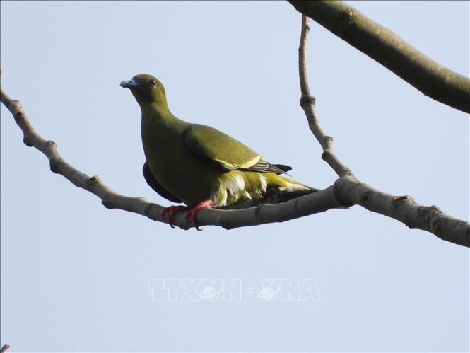 Trong 35 loài chim bổ sung mới có 6 loài có giá trị bảo tồn thuộc 4 bộ và 5 họ. Ảnh: TTXVN phát