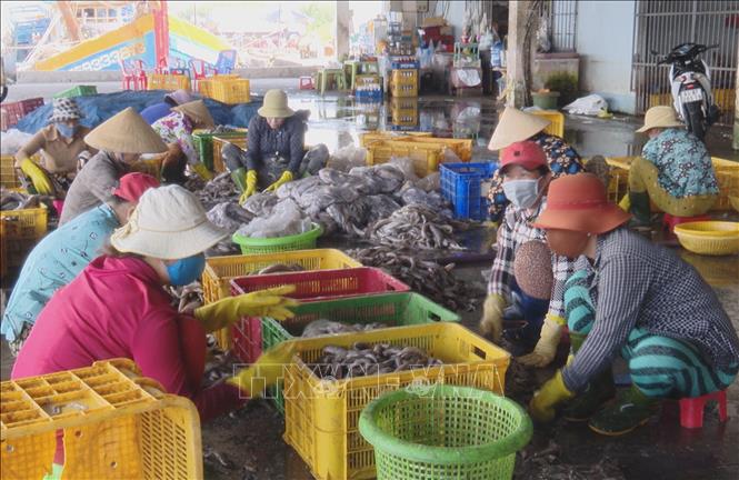 Hải sản được phân loại khi phương tiện đánh bắt cập Cảng cá Vàm Láng ở xã Gia Thuận, tỉnh Đồng Tháp. Ảnh: Hữu Chí - TTXVN