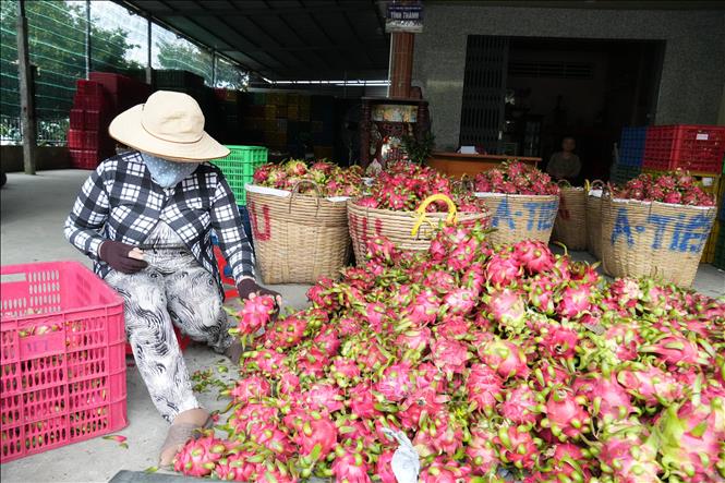 Điểm thu mua thanh long phục vụ tiêu thụ thị trường trong nước ở xã Tân Thuận Bình, tỉnh Đồng Tháp. Ảnh: Công Trí-TTXVN