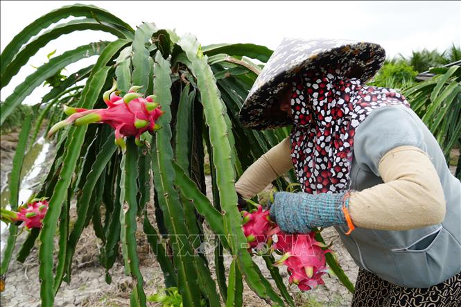 Nhà vườn ở xã Tân Thuận Bình, tỉnh Đồng Tháp thu hoạch thanh long. Ảnh: Công Trí-TTXVN