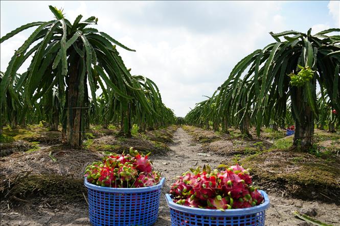 Thanh long là một trong những loại nông sản chủ lực của tỉnh Đồng Tháp. Ảnh: Công Trí- TTXVN