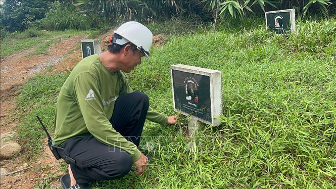 Khu mộ của gấu tại Trung tâm Cứu hộ gấu Việt Nam thuộc Vườn quốc gia Bạch Mã, thành phố Huế. Ảnh: Văn Dũng - TTXVN
