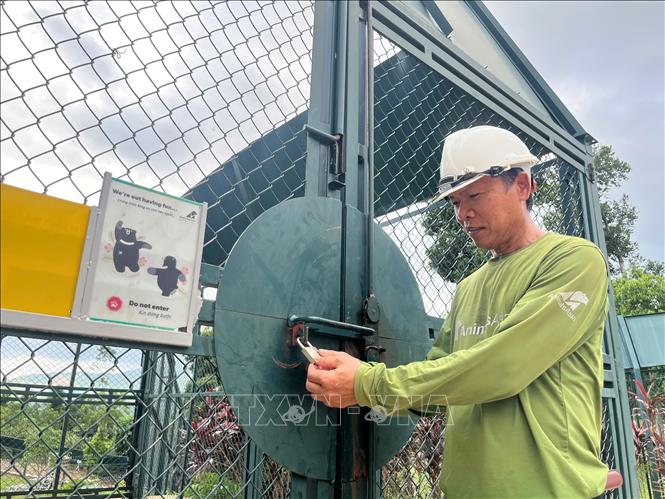 Các nhân viên Trung tâm Cứu hộ gấu Việt Nam ở Vườn quốc gia Bạch Mã, thành phố Huế rất tận tâm với công việc. Ảnh: Văn Dũng - TTXVN