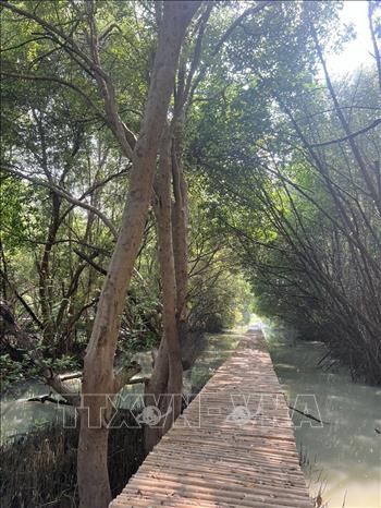 Con đường dạo nối dài tại khu rừng ngập mặn Angke Kapuk tạo nên hình ảnh môi trường thân thiện và được bảo vệ.  Ảnh: Đỗ Quyên – PV TTXVN tại Indonesia