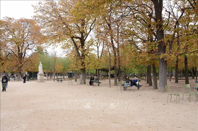 Không gian yên bình của Vườn hoa Luxembourg ở Paris (Pháp) khi những hàng cây chuyển màu vàng, điểm xuyết những chiếc lá thu rơi trên lối đi. Ảnh: Hữu Chiến – PV TTXVN tại Pháp
