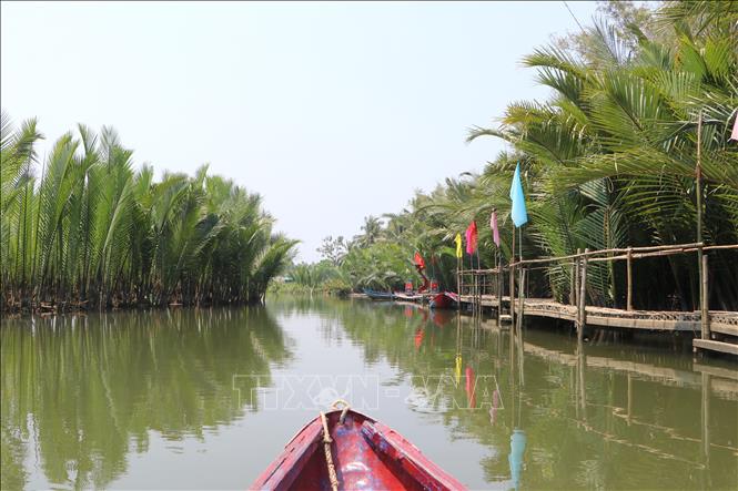 Rừng dừa nước Tịnh Khê. Ảnh: Đinh Hương - TTXVN