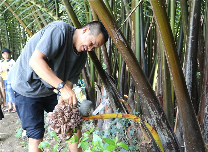 Anh Nguyễn Thương tác động cơ học lên cuống dừa để kích thích tiết mật. Ảnh: Đinh Hương - TTXVN